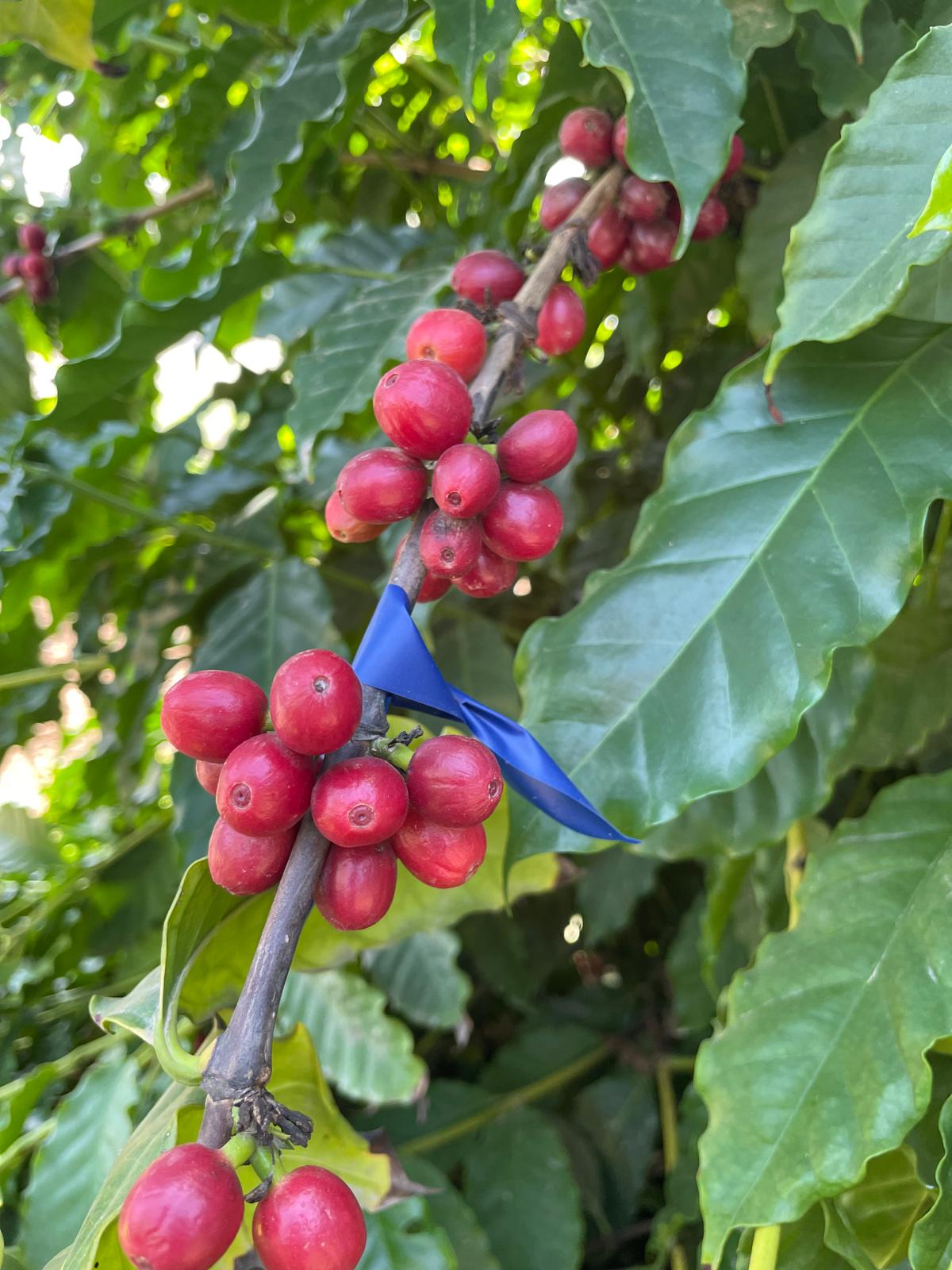 מטעים גני טל
